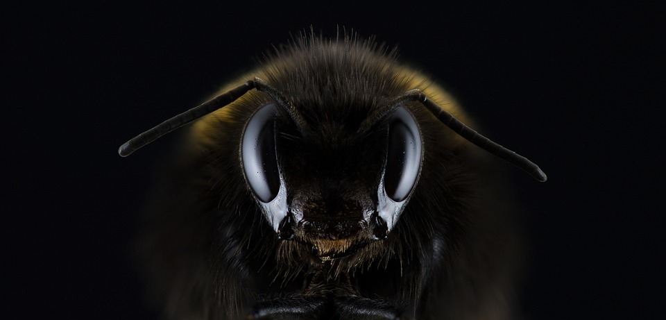 Makró fotó egy méh fejéről
